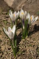 Alpine Crocus, albiflorus, growth. pollination, mountains, bright, alps, flumserberg, wild, crocus, switzerland, vernus, life, meadow, sunlight, crocus, wildflower, sunshine, spring, native, field, beautiful, white, flora, outdoors, alpine, swiss, flower, pasture, pale, bulbs