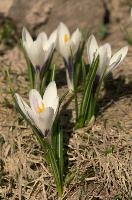 Alpine Crocus, albiflorus, growth. pollination, mountains, bright, alps, flumserberg, wild, crocus, switzerland, vernus, life, meadow, sunlight, crocus, wildflower, sunshine, spring, native, field, beautiful, white, flora, outdoors, alpine, swiss, flower, pasture, pale, bulbs