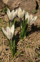 Alpine Crocus, albiflorus, growth. pollination, mountains, bright, alps, flumserberg, wild, crocus, switzerland, vernus, life, meadow, sunlight, crocus, wildflower, sunshine, spring, native, field, beautiful, white, flora, outdoors, alpine, swiss, flower, pasture, pale, bulbs