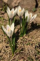 Alpine Crocus, albiflorus, growth. pollination, mountains, bright, alps, flumserberg, wild, crocus, switzerland, vernus, life, meadow, sunlight, crocus, wildflower, sunshine, spring, native, field, beautiful, white, flora, outdoors, alpine, swiss, flower, pasture, pale, bulbs