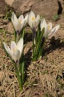 Alpine Crocus, albiflorus, growth. pollination, mountains, bright, alps, flumserberg, wild, crocus, switzerland, vernus, life, meadow, sunlight, crocus, wildflower, sunshine, spring, native, field, beautiful, white, flora, outdoors, alpine, swiss, flower, pasture, pale, bulbs