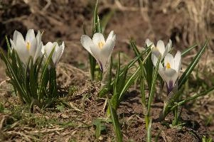 Alpine Crocus, albiflorus, growth. pollination, mountains, bright, alps, flumserberg, wild, crocus, switzerland, vernus, life, meadow, sunlight, crocus, wildflower, sunshine, spring, native, field, beautiful, white, flora, outdoors, alpine, swiss, flower, pasture, pale, bulbs