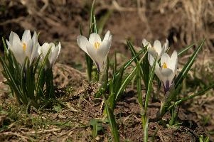 Alpine Crocus, albiflorus, growth. pollination, mountains, bright, alps, flumserberg, wild, crocus, switzerland, vernus, life, meadow, sunlight, crocus, wildflower, sunshine, spring, native, field, beautiful, white, flora, outdoors, alpine, swiss, flower, pasture, pale, bulbs
