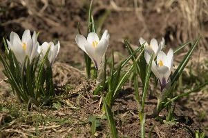 Alpine Crocus, albiflorus, growth. pollination, mountains, bright, alps, flumserberg, wild, crocus, switzerland, vernus, life, meadow, sunlight, crocus, wildflower, sunshine, spring, native, field, beautiful, white, flora, outdoors, alpine, swiss, flower, pasture, pale, bulbs