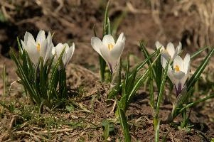 Alpine Crocus, albiflorus, growth. pollination, mountains, bright, alps, flumserberg, wild, crocus, switzerland, vernus, life, meadow, sunlight, crocus, wildflower, sunshine, spring, native, field, beautiful, white, flora, outdoors, alpine, swiss, flower, pasture, pale, bulbs