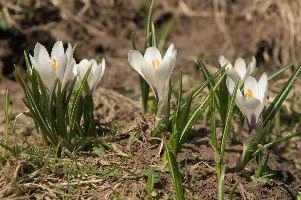 Alpine Crocus, albiflorus, growth. pollination, mountains, bright, alps, flumserberg, wild, crocus, switzerland, vernus, life, meadow, sunlight, crocus, wildflower, sunshine, spring, native, field, beautiful, white, flora, outdoors, alpine, swiss, flower, pasture, pale, bulbs