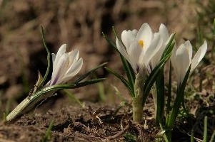 Alpine Crocus, albiflorus, growth. pollination, mountains, bright, alps, flumserberg, wild, crocus, switzerland, vernus, life, meadow, sunlight, crocus, wildflower, sunshine, spring, native, field, beautiful, white, flora, outdoors, alpine, swiss, flower, pasture, pale, bulbs