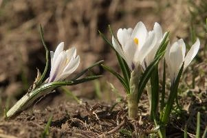 Alpine Crocus, albiflorus, growth. pollination, mountains, bright, alps, flumserberg, wild, crocus, switzerland, vernus, life, meadow, sunlight, crocus, wildflower, sunshine, spring, native, field, beautiful, white, flora, outdoors, alpine, swiss, flower, pasture, pale, bulbs