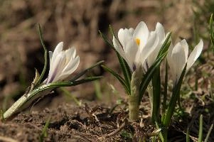 Alpine Crocus, albiflorus, growth. pollination, mountains, bright, alps, flumserberg, wild, crocus, switzerland, vernus, life, meadow, sunlight, crocus, wildflower, sunshine, spring, native, field, beautiful, white, flora, outdoors, alpine, swiss, flower, pasture, pale, bulbs