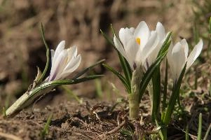 Alpine Crocus, albiflorus, growth. pollination, mountains, bright, alps, flumserberg, wild, crocus, switzerland, vernus, life, meadow, sunlight, crocus, wildflower, sunshine, spring, native, field, beautiful, white, flora, outdoors, alpine, swiss, flower, pasture, pale, bulbs