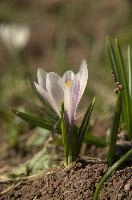 Alpine Crocus, albiflorus, growth. pollination, mountains, bright, alps, flumserberg, wild, crocus, switzerland, vernus, life, meadow, sunlight, crocus, wildflower, sunshine, spring, native, field, beautiful, white, flora, outdoors, alpine, swiss, flower, pasture, pale, bulbs