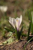 Alpine Crocus, albiflorus, growth. pollination, mountains, bright, alps, flumserberg, wild, crocus, switzerland, vernus, life, meadow, sunlight, crocus, wildflower, sunshine, spring, native, field, beautiful, white, flora, outdoors, alpine, swiss, flower, pasture, pale, bulbs