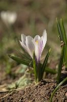 Alpine Crocus, albiflorus, growth. pollination, mountains, bright, alps, flumserberg, wild, crocus, switzerland, vernus, life, meadow, sunlight, crocus, wildflower, sunshine, spring, native, field, beautiful, white, flora, outdoors, alpine, swiss, flower, pasture, pale, bulbs