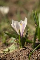 Alpine Crocus, albiflorus, growth. pollination, mountains, bright, alps, flumserberg, wild, crocus, switzerland, vernus, life, meadow, sunlight, crocus, wildflower, sunshine, spring, native, field, beautiful, white, flora, outdoors, alpine, swiss, flower, pasture, pale, bulbs