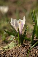Alpine Crocus, albiflorus, growth. pollination, mountains, bright, alps, flumserberg, wild, crocus, switzerland, vernus, life, meadow, sunlight, crocus, wildflower, sunshine, spring, native, field, beautiful, white, flora, outdoors, alpine, swiss, flower, pasture, pale, bulbs