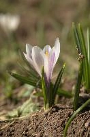 Alpine Crocus, albiflorus, growth. pollination, mountains, bright, alps, flumserberg, wild, crocus, switzerland, vernus, life, meadow, sunlight, crocus, wildflower, sunshine, spring, native, field, beautiful, white, flora, outdoors, alpine, swiss, flower, pasture, pale, bulbs