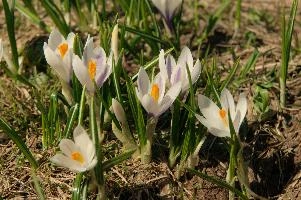 Alpine Crocus, albiflorus, growth. pollination, mountains, bright, alps, flumserberg, wild, crocus, switzerland, vernus, life, meadow, sunlight, crocus, wildflower, sunshine, spring, native, field, beautiful, white, flora, outdoors, alpine, swiss, flower, pasture, pale, bulbs