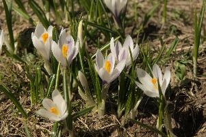 Alpine Crocus, albiflorus, growth. pollination, mountains, bright, alps, flumserberg, wild, crocus, switzerland, vernus, life, meadow, sunlight, crocus, wildflower, sunshine, spring, native, field, beautiful, white, flora, outdoors, alpine, swiss, flower, pasture, pale, bulbs
