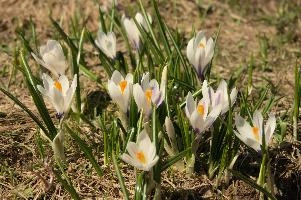 Alpine Crocus, albiflorus, growth. pollination, mountains, bright, alps, flumserberg, wild, crocus, switzerland, vernus, life, meadow, sunlight, crocus, wildflower, sunshine, spring, native, field, beautiful, white, flora, outdoors, alpine, swiss, flower, pasture, pale, bulbs