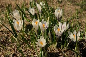 Alpine Crocus, albiflorus, growth. pollination, mountains, bright, alps, flumserberg, wild, crocus, switzerland, vernus, life, meadow, sunlight, crocus, wildflower, sunshine, spring, native, field, beautiful, white, flora, outdoors, alpine, swiss, flower, pasture, pale, bulbs