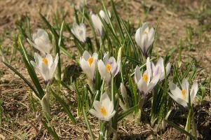 Alpine Crocus, albiflorus, growth. pollination, mountains, bright, alps, flumserberg, wild, crocus, switzerland, vernus, life, meadow, sunlight, crocus, wildflower, sunshine, spring, native, field, beautiful, white, flora, outdoors, alpine, swiss, flower, pasture, pale, bulbs