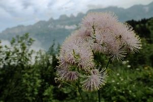 Alpine Flower, mountains, head, flower, switzerland, flums, flumserberg, pink, alps, plant, swiss, thalictrum, alpine, meadow, reproduction, meadow-rue, greater, aquilegiifolium, stamens, flowering, meadow, pretty, pollination, rue, culumbine