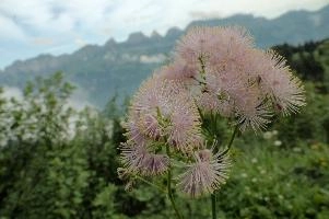 Alpine Flower, mountains, head, flower, switzerland, flums, flumserberg, pink, alps, plant, swiss, thalictrum, alpine, meadow, reproduction, meadow-rue, greater, aquilegiifolium, stamens, flowering, meadow, pretty, pollination, rue, culumbine