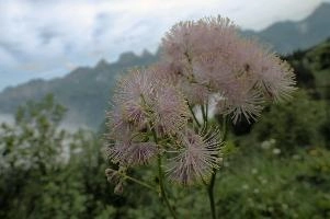 Alpine Flower, mountains, head, flower, switzerland, flums, flumserberg, pink, alps, plant, swiss, thalictrum, alpine, meadow, reproduction, meadow-rue, greater, aquilegiifolium, stamens, flowering, meadow, pretty, pollination, rue, culumbine