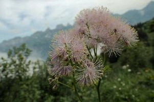 Alpine Flower, mountains, head, flower, switzerland, flums, flumserberg, pink, alps, plant, swiss, thalictrum, alpine, meadow, reproduction, meadow-rue, greater, aquilegiifolium, stamens, flowering, meadow, pretty, pollination, rue, culumbine