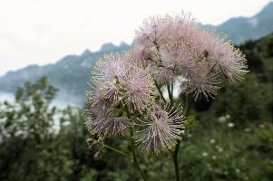 Alpine Flower, mountains, head, flower, switzerland, flums, flumserberg, pink, alps, plant, swiss, thalictrum, alpine, meadow, reproduction, meadow-rue, greater, aquilegiifolium, stamens, flowering, meadow, pretty, pollination, rue, culumbine