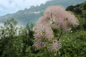 Alpine Flower, mountains, head, flower, switzerland, flums, flumserberg, pink, alps, plant, swiss, thalictrum, alpine, meadow, reproduction, meadow-rue, greater, aquilegiifolium, stamens, flowering, meadow, pretty, pollination, rue, culumbine