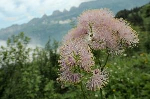 Alpine Flower, mountains, head, flower, switzerland, flums, flumserberg, pink, alps, plant, swiss, thalictrum, alpine, meadow, reproduction, meadow-rue, greater, aquilegiifolium, stamens, flowering, meadow, pretty, pollination, rue, culumbine