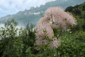 Alpine Flower, mountains, head, flower, switzerland, flums, flumserberg, pink, alps, plant, swiss, thalictrum, alpine, meadow, reproduction, meadow-rue, greater, aquilegiifolium, stamens, flowering, meadow, pretty, pollination, rue, culumbine