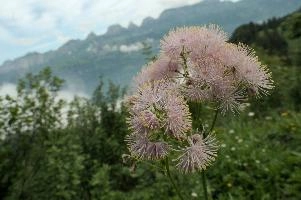 Alpine Flower, Flumserberg, mountains, head, flower, switzerland, flums, flumserberg, pink, alps, plant, swiss, thalictrum, alpine, meadow, reproduction, meadow-rue, greater, aquilegiifolium, stamens, flowering, meadow, pretty, pollination, rue, culumbine