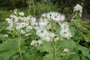 Alpine Seedheads, mountains, head, flower, switzerland, petasites, flumserberg, vegetation, alps, plant, swiss, spurius, alpine, wildflower, reproduction, wild, woolly, butterbur, flowering, meadow, pretty, pollination, native, flora