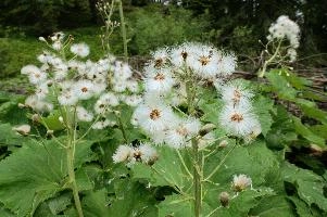 Alpine Seedheads, mountains, head, flower, switzerland, petasites, flumserberg, vegetation, alps, plant, swiss, spurius, alpine, wildflower, reproduction, wild, woolly, butterbur, flowering, meadow, pretty, pollination, native, flora