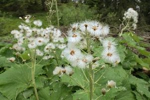 Alpine Seedheads, mountains, head, flower, switzerland, petasites, flumserberg, vegetation, alps, plant, swiss, spurius, alpine, wildflower, reproduction, wild, woolly, butterbur, flowering, meadow, pretty, pollination, native, flora