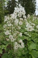 Alpine Seedheads, mountains, head, flower, switzerland, petasites, flumserberg, vegetation, alps, plant, swiss, spurius, alpine, wildflower, reproduction, wild, woolly, butterbur, flowering, meadow, pretty, pollination, native, flora