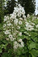 Alpine Seedheads, mountains, head, flower, switzerland, petasites, flumserberg, vegetation, alps, plant, swiss, spurius, alpine, wildflower, reproduction, wild, woolly, butterbur, flowering, meadow, pretty, pollination, native, flora