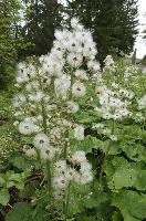 Alpine Seedheads, mountains, head, flower, switzerland, petasites, flumserberg, vegetation, alps, plant, swiss, spurius, alpine, wildflower, reproduction, wild, woolly, butterbur, flowering, meadow, pretty, pollination, native, flora