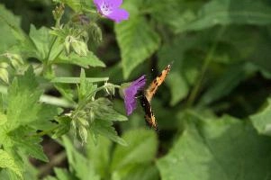 Aglais urticae, mountains, aglais, small, switzerland, arthropod, flumserberg, native, alps, urticae, swiss, animal, alpine, fauna, nymphalidae, wild, flying, wildlife, lepidoptera, tortoiseshell, butterfly, insect, orange, invertebrate, wings