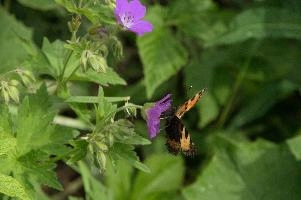 Aglais urticae, mountains, aglais, small, switzerland, arthropod, flumserberg, native, alps, urticae, swiss, animal, alpine, fauna, nymphalidae, wild, flying, wildlife, lepidoptera, tortoiseshell, butterfly, insect, orange, invertebrate, wings