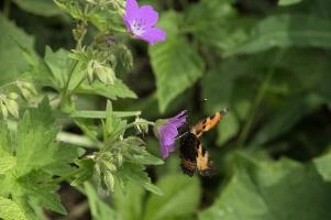 Aglais urticae, mountains, aglais, small, switzerland, arthropod, flumserberg, native, alps, urticae, swiss, animal, alpine, fauna, nymphalidae, wild, flying, wildlife, lepidoptera, tortoiseshell, butterfly, insect, orange, invertebrate, wings