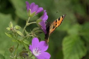 Aglais urticae, mountains, aglais, small, switzerland, arthropod, flumserberg, native, alps, urticae, swiss, animal, alpine, fauna, nymphalidae, wild, flying, wildlife, lepidoptera, tortoiseshell, butterfly, insect, orange, invertebrate, wings
