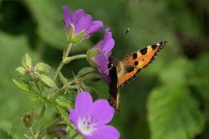 Aglais urticae, mountains, aglais, small, switzerland, arthropod, flumserberg, native, alps, urticae, swiss, animal, alpine, fauna, nymphalidae, wild, flying, wildlife, lepidoptera, tortoiseshell, butterfly, insect, orange, invertebrate, wings