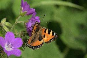 Aglais urticae, mountains, aglais, small, switzerland, arthropod, flumserberg, native, alps, urticae, swiss, animal, alpine, fauna, nymphalidae, wild, flying, wildlife, lepidoptera, tortoiseshell, butterfly, insect, orange, invertebrate, wings