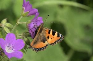 Aglais urticae, mountains, aglais, small, switzerland, arthropod, flumserberg, native, alps, urticae, swiss, animal, alpine, fauna, nymphalidae, wild, flying, wildlife, lepidoptera, tortoiseshell, butterfly, insect, orange, invertebrate, wings