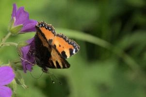 Aglais urticae, mountains, aglais, small, switzerland, arthropod, flumserberg, native, alps, urticae, swiss, animal, alpine, fauna, nymphalidae, wild, flying, wildlife, lepidoptera, tortoiseshell, butterfly, insect, orange, invertebrate, wings
