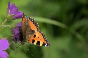 Aglais urticae, mountains, aglais, small, switzerland, arthropod, flumserberg, native, alps, urticae, swiss, animal, alpine, fauna, nymphalidae, wild, flying, wildlife, lepidoptera, tortoiseshell, butterfly, insect, orange, invertebrate, wings