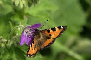 Aglais urticae, mountains, aglais, small, switzerland, arthropod, flumserberg, native, alps, urticae, swiss, animal, alpine, fauna, nymphalidae, wild, flying, wildlife, lepidoptera, tortoiseshell, butterfly, insect, orange, invertebrate, wings